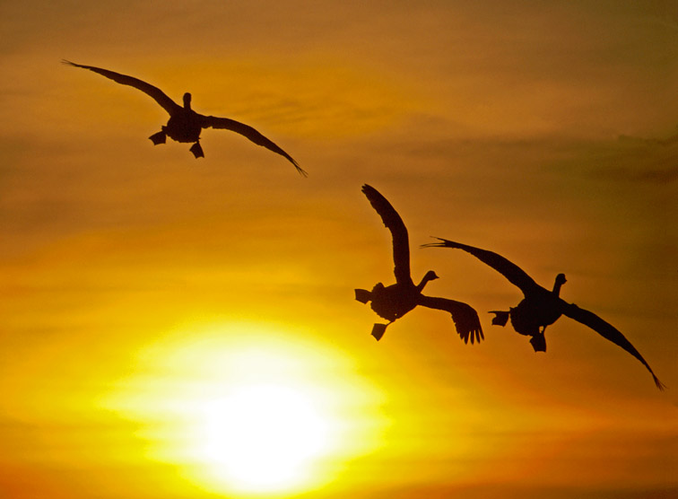 Whooper Swan (Cygnus cygnus) three silhouetted in flight at sunset. UK.